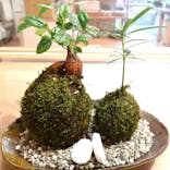 伊勢夫婦岩めおと横丁　めおと岩アクティビティに投稿された画像（2021/2/21）