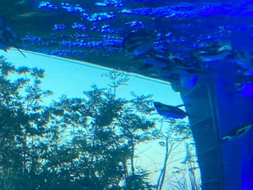 サンシャイン水族館に投稿された画像（2021/2/21）