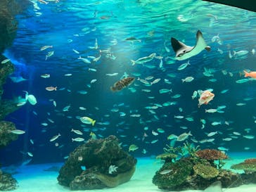サンシャイン水族館に投稿された画像（2021/2/21）