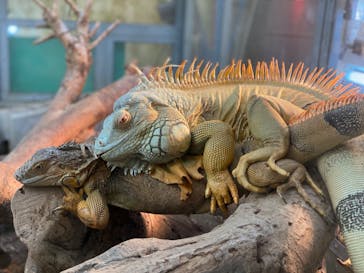 沖縄こどもの国に投稿された画像（2021/2/21）