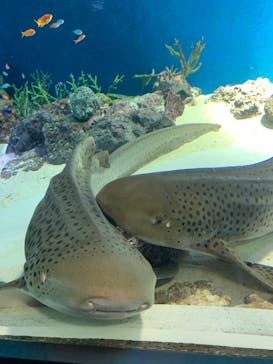 マクセル アクアパーク品川に投稿された画像（2021/2/21）