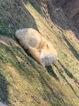 那須どうぶつ王国に投稿された画像（2021/2/21）