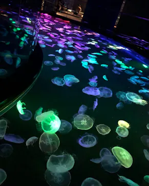 すみだ水族館に投稿された画像（2021/2/21）