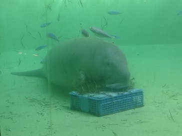 鳥羽水族館に投稿された画像（2021/2/21）