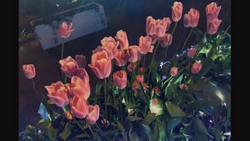 江の島シーキャンドルに投稿された画像（2021/2/21）