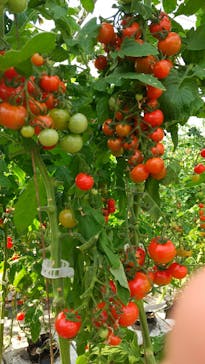 くらもとファームに投稿された画像（2021/2/21）