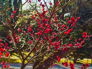 元離宮二条城に投稿された画像（2021/2/21）