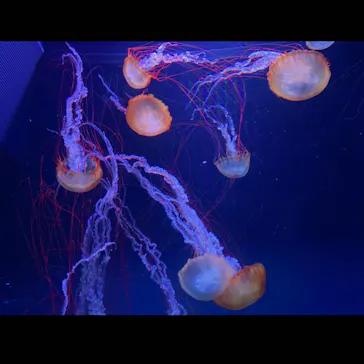 すみだ水族館に投稿された画像（2021/2/21）