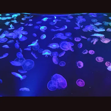 すみだ水族館に投稿された画像（2021/2/21）