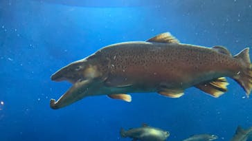 サケのふるさと 千歳水族館に投稿された画像（2021/2/21）