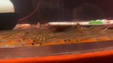 サケのふるさと 千歳水族館に投稿された画像（2021/2/21）