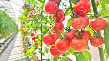 くらもとファームに投稿された画像（2021/2/21）