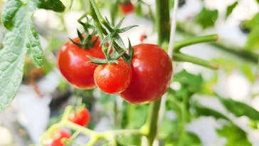 くらもとファームに投稿された画像（2021/2/21）