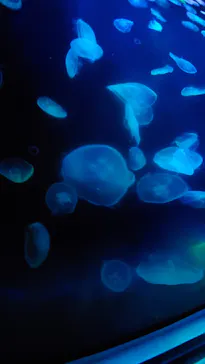 すみだ水族館に投稿された画像（2021/2/22）