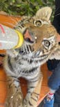 しろとり動物園に投稿された画像（2021/2/22）