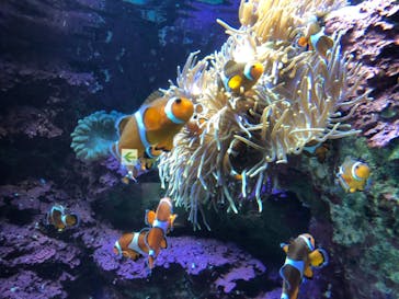 サンシャイン水族館に投稿された画像（2021/2/22）