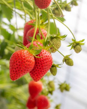 いのさんの観光農園に投稿された画像（2021/2/22）