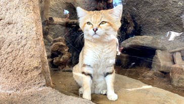 神戸どうぶつ王国に投稿された画像（2021/2/22）