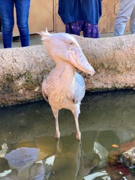 神戸どうぶつ王国に投稿された画像（2021/2/22）