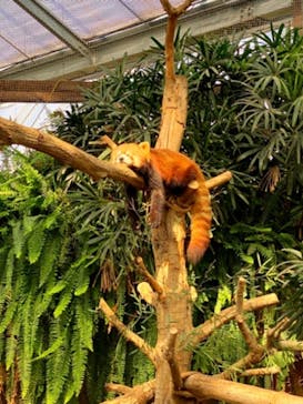 神戸どうぶつ王国に投稿された画像（2021/2/22）