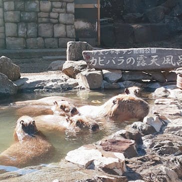 伊豆シャボテン動物公園に投稿された画像（2021/2/22）