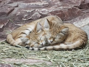 那須どうぶつ王国に投稿された画像（2021/2/22）