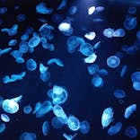 すみだ水族館に投稿された画像（2021/2/22）