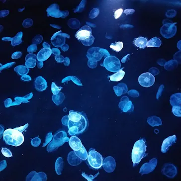 すみだ水族館に投稿された画像（2021/2/22）