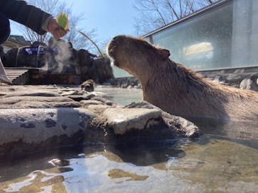 那須どうぶつ王国に投稿された画像（2021/2/22）