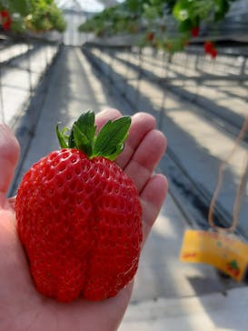 いのさんの観光農園に投稿された画像（2021/2/22）