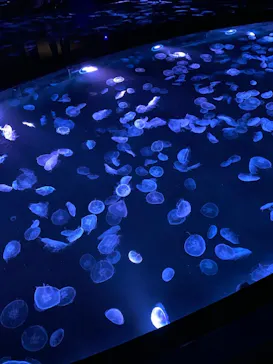 すみだ水族館に投稿された画像（2021/2/22）