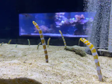 すみだ水族館に投稿された画像（2021/2/22）