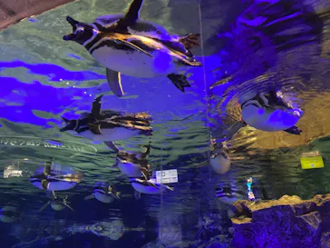 すみだ水族館に投稿された画像（2021/2/22）