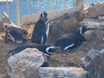 うみたま体験パーク 「つくみイルカ島」に投稿された画像（2021/2/22）