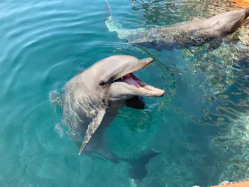 うみたま体験パーク 「つくみイルカ島」に投稿された画像（2021/2/22）