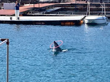 うみたま体験パーク 「つくみイルカ島」に投稿された画像（2021/2/22）