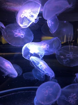 四国水族館に投稿された画像（2021/2/22）