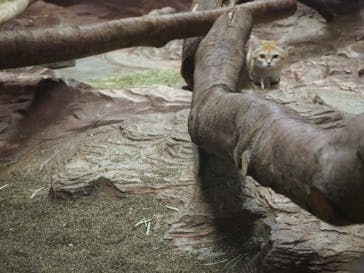 那須どうぶつ王国に投稿された画像（2021/2/22）