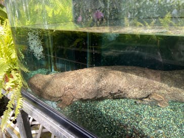 熱川バナナワニ園に投稿された画像（2021/2/23）