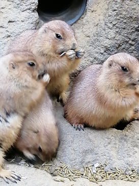 神戸どうぶつ王国に投稿された画像（2021/2/23）