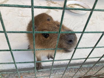 しろとり動物園に投稿された画像（2021/2/23）