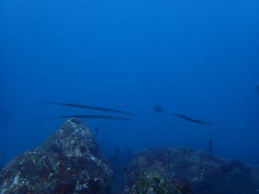 プロダイブショップ ラグナに投稿された画像（2021/2/23）