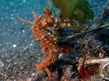 プロダイブショップ ラグナに投稿された画像（2021/2/23）