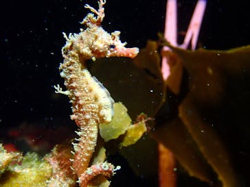 プロダイブショップ ラグナに投稿された画像（2021/2/23）