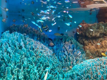 サンシャイン水族館に投稿された画像（2021/2/23）