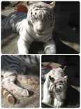 東武動物公園に投稿された画像（2021/2/23）
