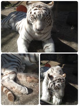 東武動物公園に投稿された画像（2021/2/23）