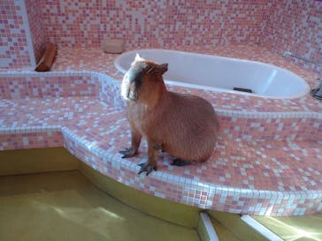 原宿かわいい動物園に投稿された画像（2021/2/23）