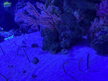 マクセル アクアパーク品川に投稿された画像（2021/2/23）