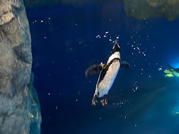 マクセル アクアパーク品川に投稿された画像（2021/2/23）